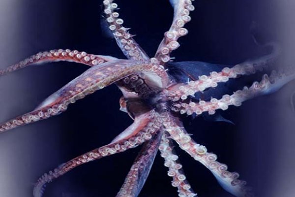 Kraken17 at сайт