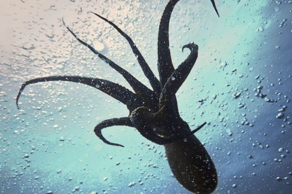 Kraken clear ссылка