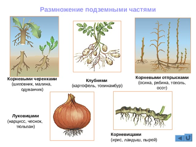 Как восстановить пароль кракен